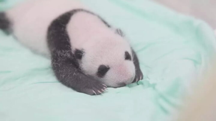 Panda-gigante com pouco mais de um mês de vida