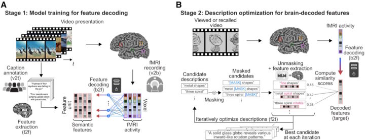 Técnica de "legenda mental" testada em duas fases. Fonte: Tomoyasu Horikawa, Mind captioning: Evolving descriptive text of mental content from human brain activity. Sci. Adv.11, eadw1464 (2025).