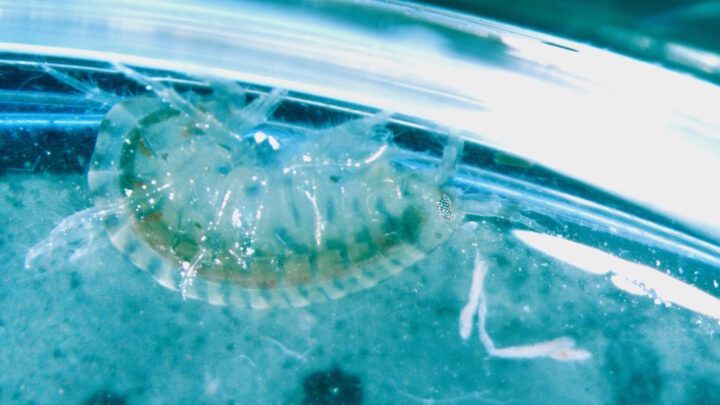 A Hyundai e a Rhode Island School of Design (RISD) celebram o sexto ano de cooperação em investigação com o objetivo de explorar a convergência entre biodesign e biomimética, práticas avançadas de arte e design, e o futuro da mobilidade a nível global.