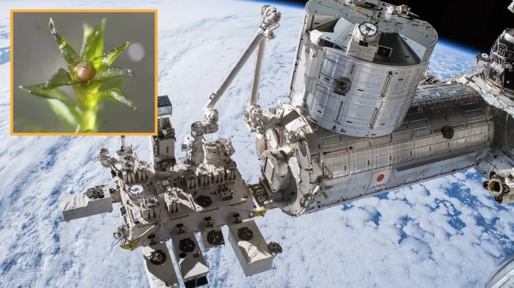 Cientistas fizeram musgo crescer no exterior da ISS durante meses… veja o que aconteceu