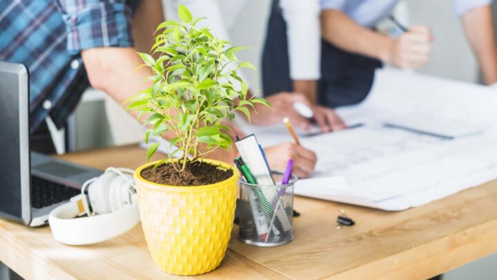 Planta numa secretária