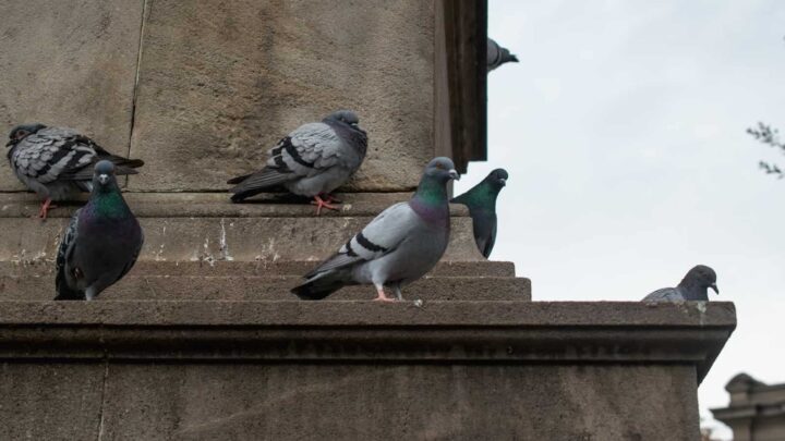 Bando de pombos numa cidade