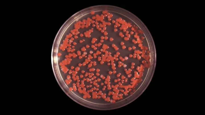 Ilustração de bactérias que poderão ajudar a NASA a criar tecido vivo para o Espaço