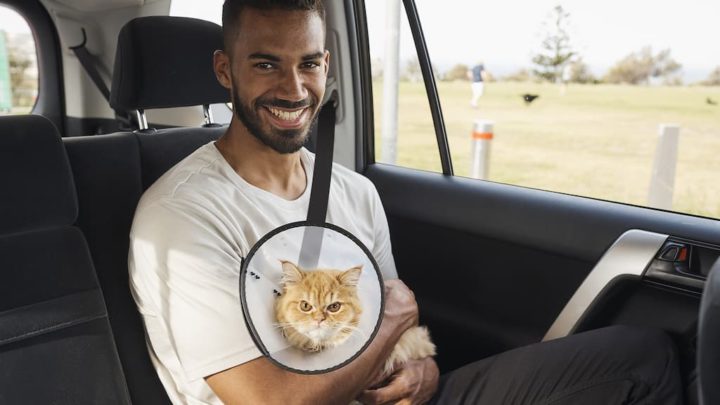 Vai viajar de carro e leva o seu animal de estimação? Cuidado com as multas