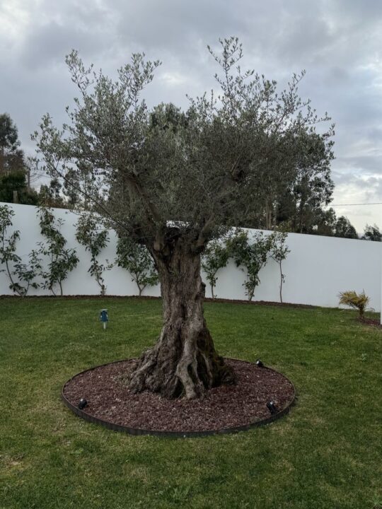 Fotografia tirada com o iPhone 17 Pro Max