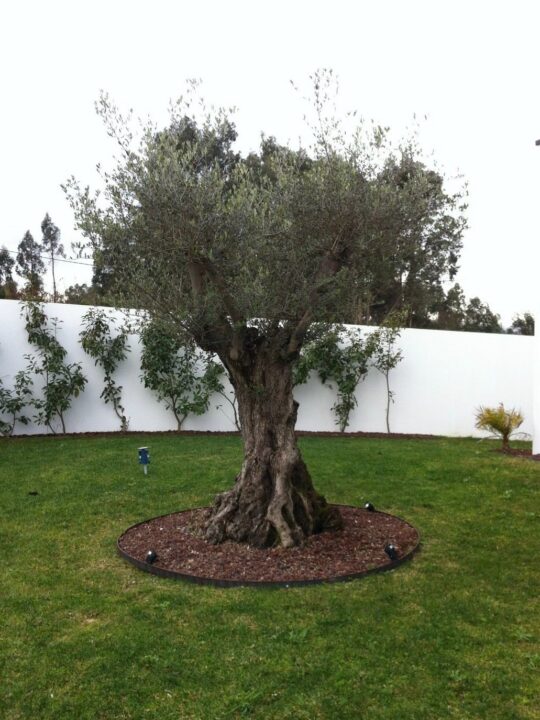 Fotografia tirada com o iPhone 4