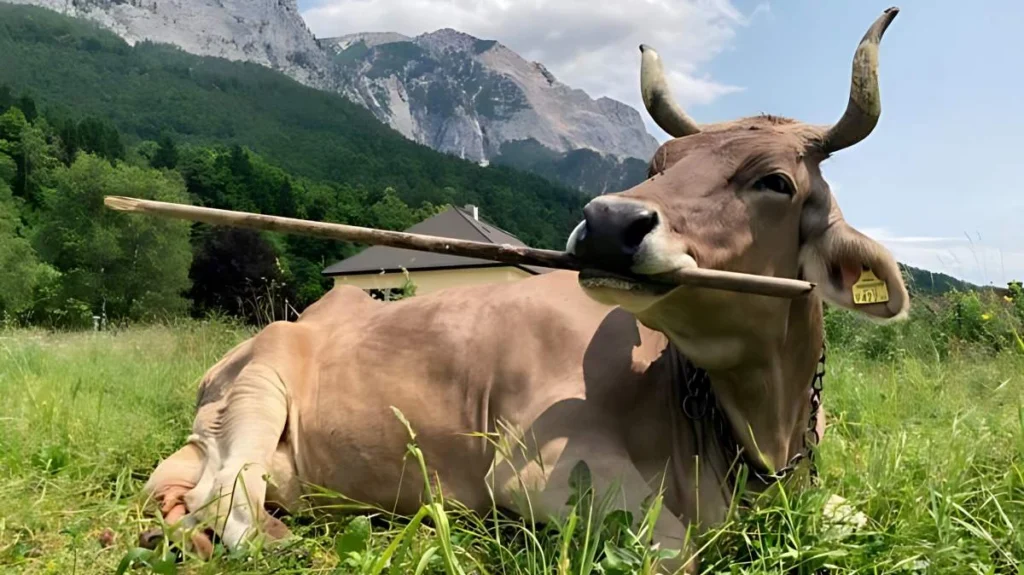 Vaca austríaca demonstra uso flexível e complexo de ferramenta pela primeira vez