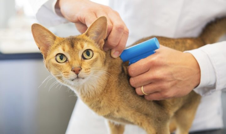 UE com novas regras para cães e gatos de companhia