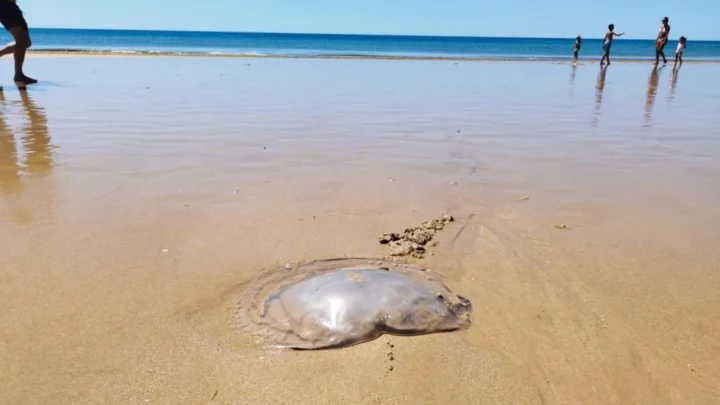 Imagem alforreca na praia