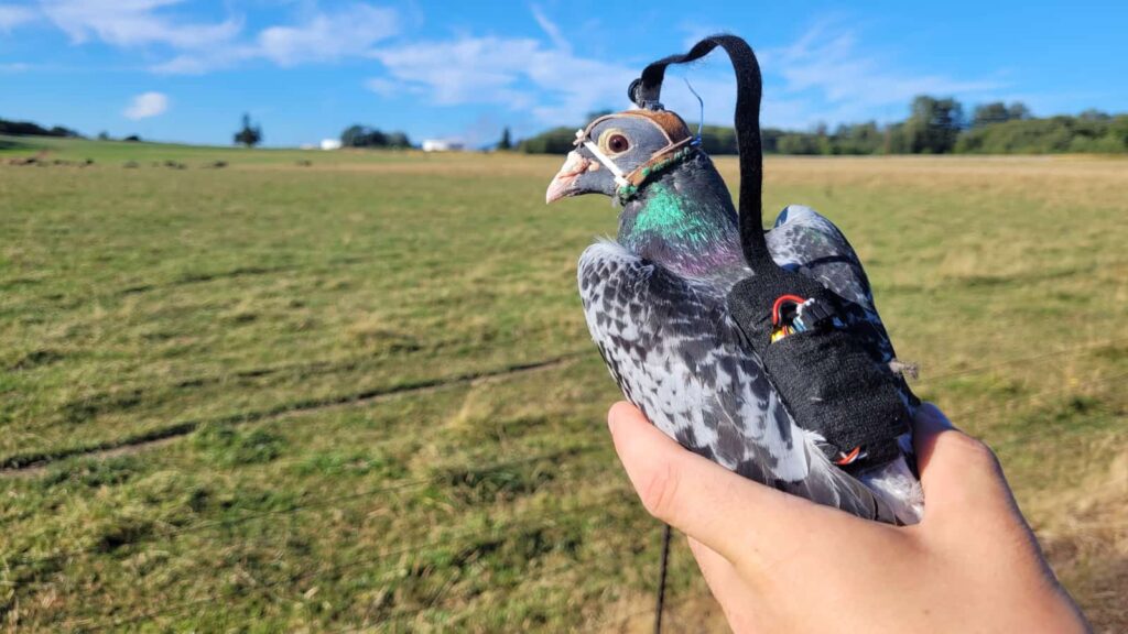 Cientistas puseram câmaras às costas de pombos em nome da tecnologia