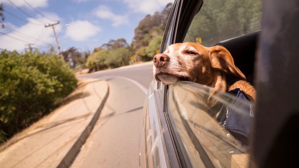 Transporte de cães e gatos para férias: tudo o que precisa de saber