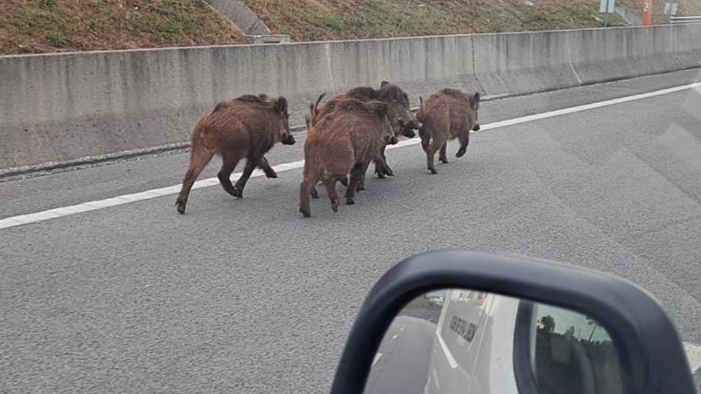 Acidente rodoviário provocado por um animal! Afinal quem paga?